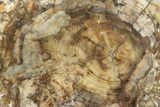 Colorful, Petrified Wood (Araucaria) Round - Madagascar #244620-1